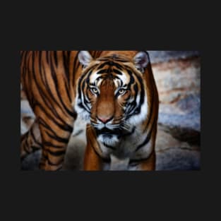 siberian tiger, tiger head T-Shirt