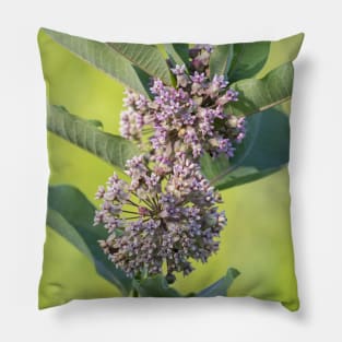 Milkweed Pillow