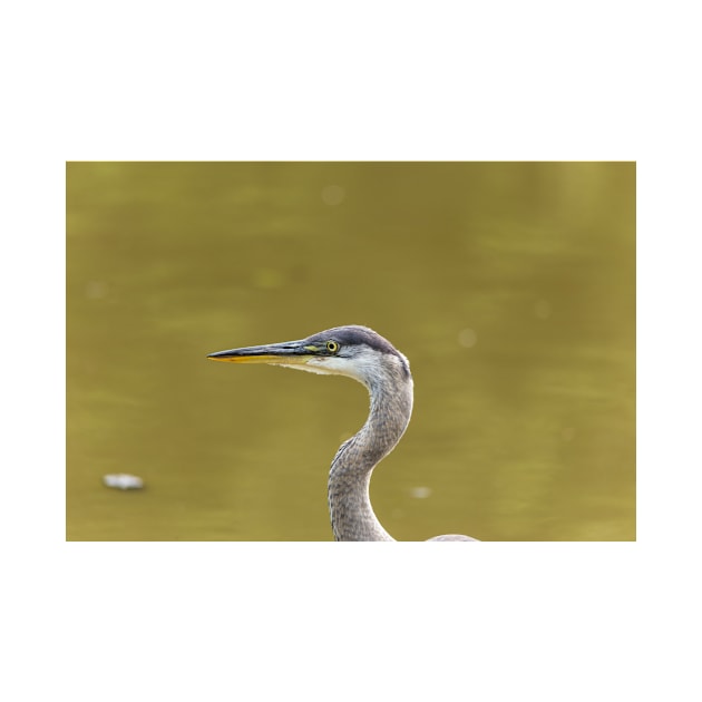 Profile of a Great Blue Heron by josefpittner