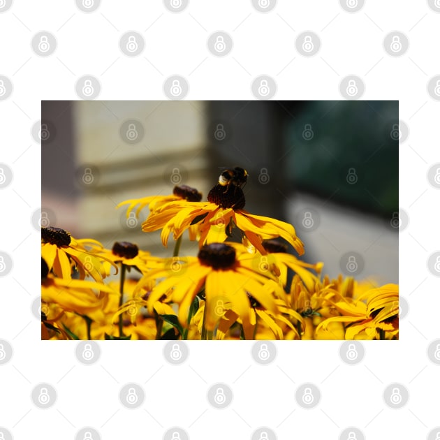 Bee on Rudbeckia Flowers by jojobob