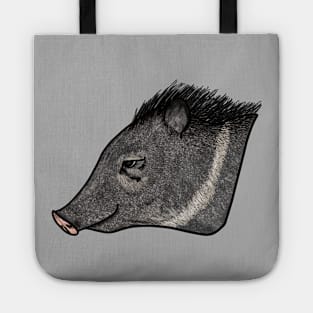 Collared peccary (Pecari tajacu) caititu cateto Tote