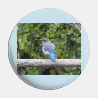 Western scrub-jay, birds, wildlife gifts Pin