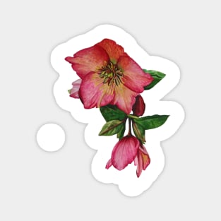 The Hellebore Magnet