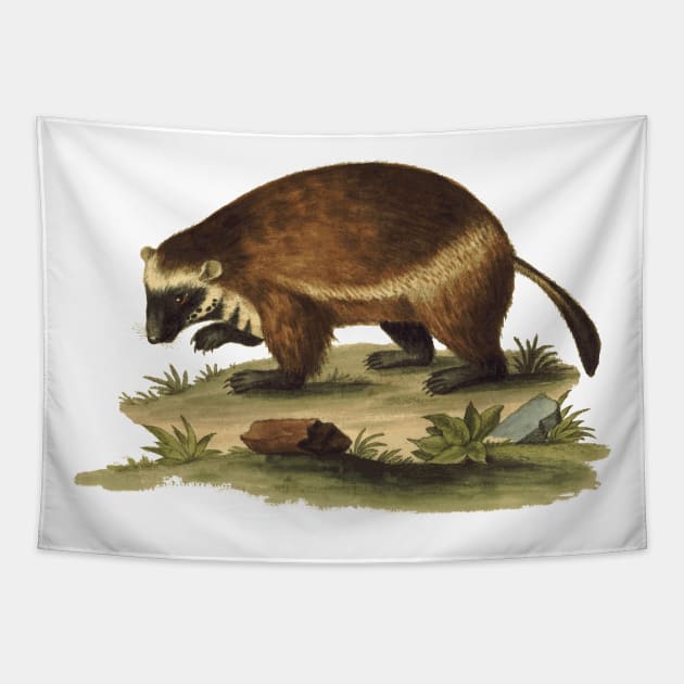 Vintage Illustration of the Honey Badger Tapestry by Naves