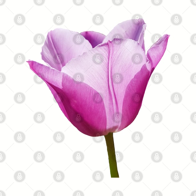 Mauve Tulip Floral Photo by ellenhenryart