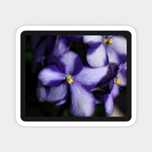 Violet & White Bi-colour African Violets Magnet