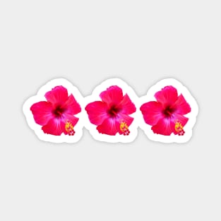 Three Red Hibiscus Floral Beach Vibe Magnet