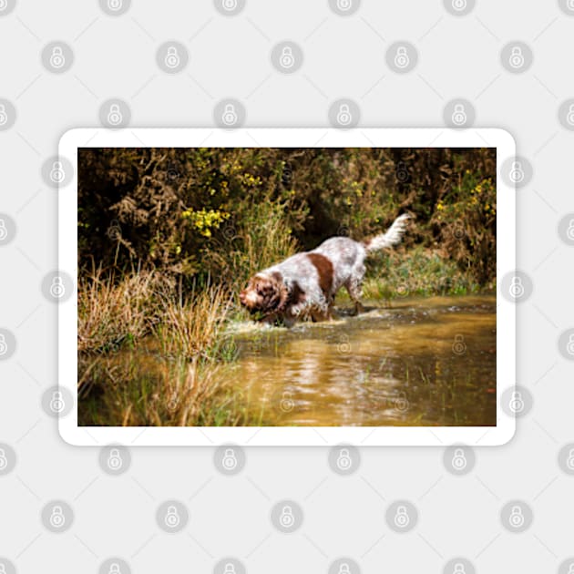 Water stalking Spinone Magnet by heidiannemorris