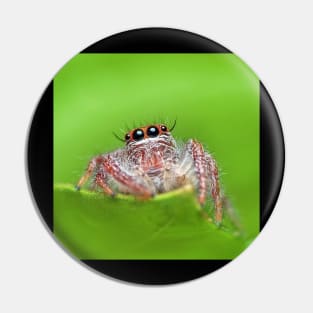 Jumping Spider Pin