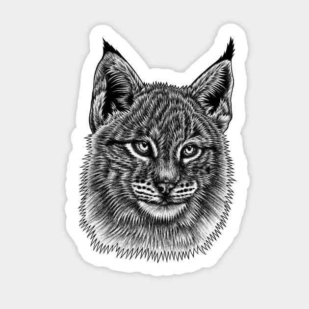 Lynx Cat Kitten Lynx Sticker Teepublic