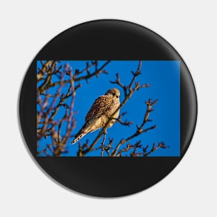 Kestrel in the sun Pin