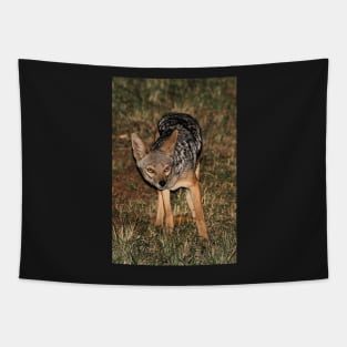 Side-striped Jackal at Night Tapestry