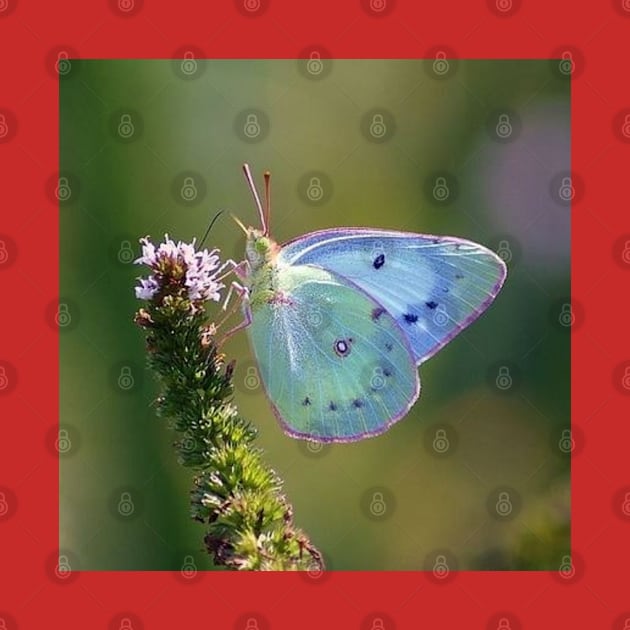 blue butterfly by ButterfliesFlowersGarden