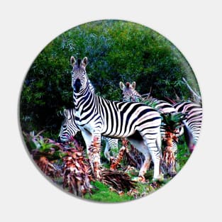 African Wildlife Photography Zebra Aloe Pin