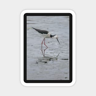 Black-winged Stilt 01 Magnet