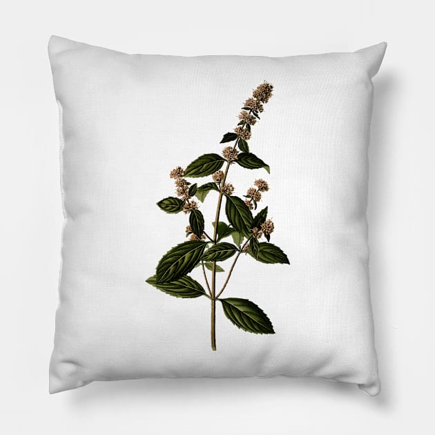 Herbal Flower Branch Pillow by luckylucy