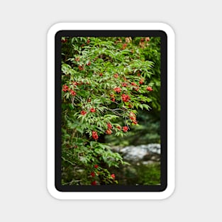 Red Rowan tree berries on branches Magnet