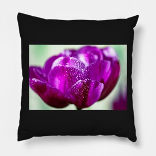 Dewdrops on a purple tulip Pillow