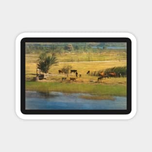 A River Nile Island With Cattle Magnet