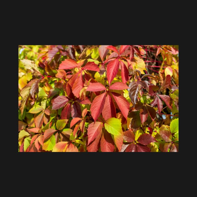 Soft orange-red Virginia creeper leaves in autumn by lena-maximova