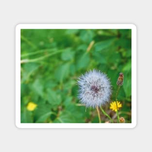 summer picture - dandelion fluff - blowball Magnet