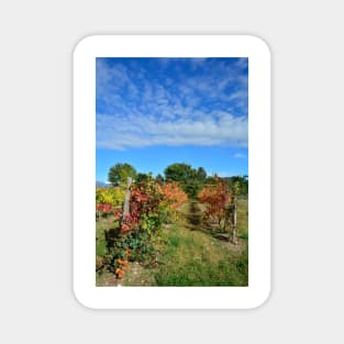 Autumnal Grape Vines Magnet