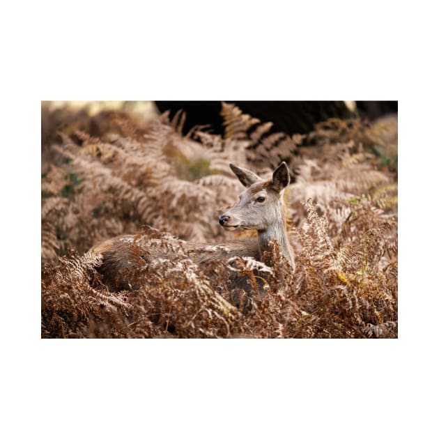 Red Deer Doe Resting in Bracken by GrahamPrentice