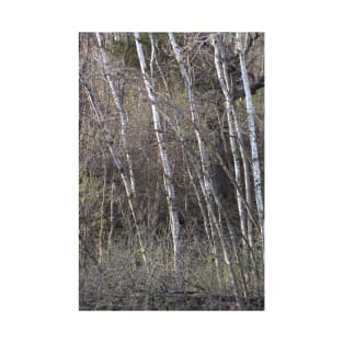 Birch Trees T-Shirt