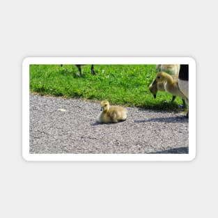 Young Gosling Resting On The Ground Magnet