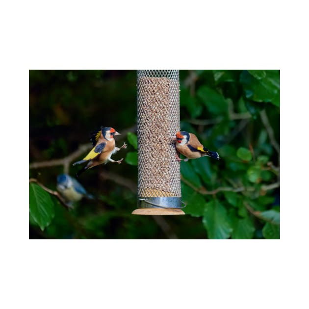 Squabbling Goldfinches by GrahamPrentice