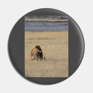 Lion in the grass. Pin