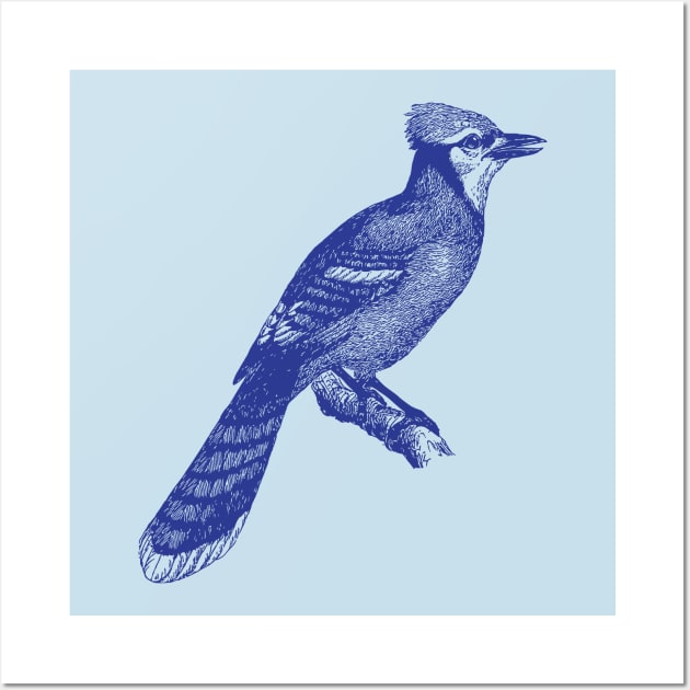 BLUEJAY  Blue jay bird, Blue jay, Bird drawings