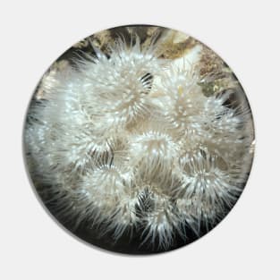 Plumose Anemone (Metridium farcimen) Pin