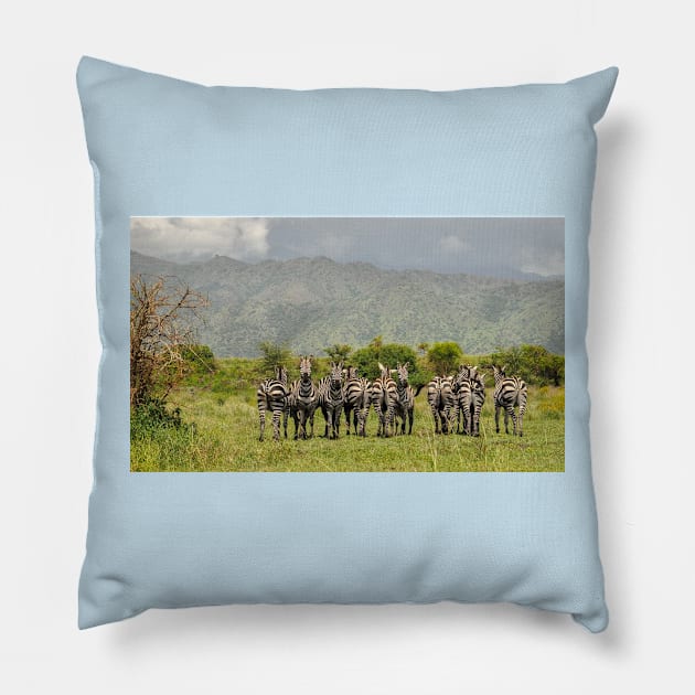 The zebras-amazing picture Pillow by NP-Pedia