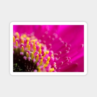 Pink Gerbera Magnet