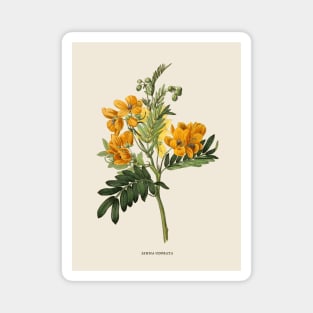 Wildflower Antique Botanical Illustration Magnet