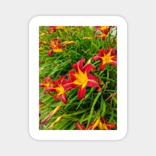 Crimson Lilies Magnet