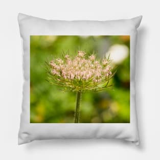 gli cilantro Pillow