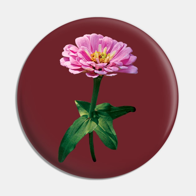 Zinnias - Pale Pink Zinnia Pin by SusanSavad