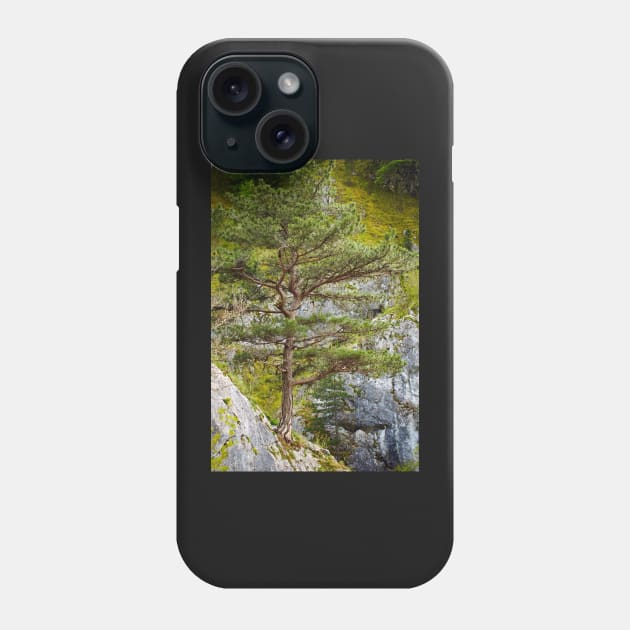 Pinus nigra on mountains peak Phone Case by naturalis