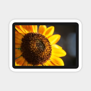 Sunflower Series VIII Magnet