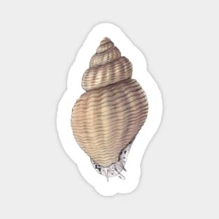 Waved Whelk Magnet