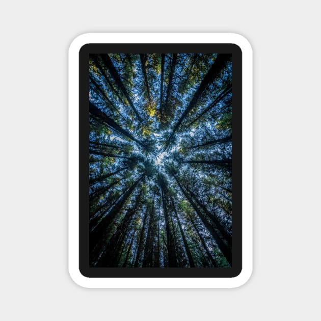 Conifer Trees View Looking Up Magnet by TonyNorth