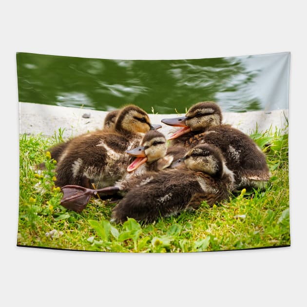 Canada Geese Goslings Huddling Together Tapestry by BackyardBirder