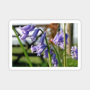 English Bluebells Magnet