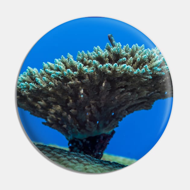 tiny reef fish on the small top coral which is on the big coral top Pin by Little Dinosaur