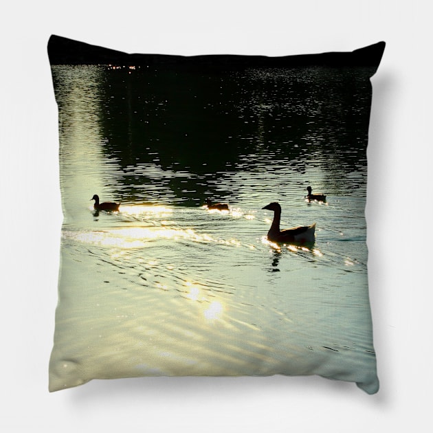 Scene from Santarelli lakes with two geese and three ducks swimming and leaving golden trails in the lucent waters Pillow by KristinaDrozd
