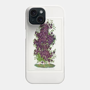 Clematis Flowers Lithograph (1900) Phone Case