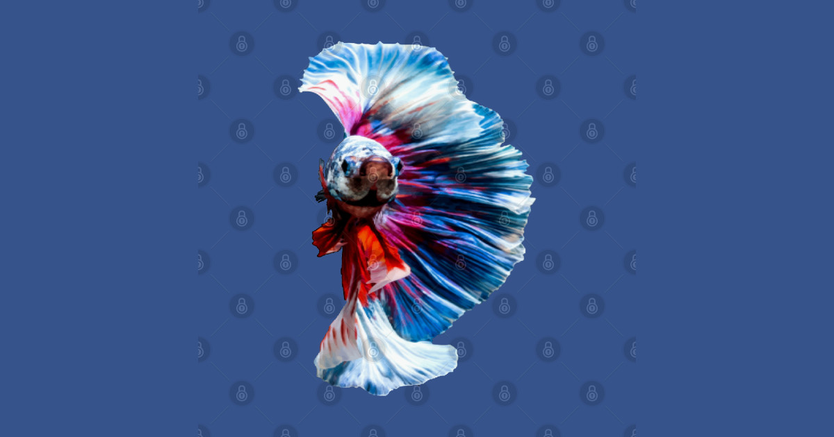 T-shirt Homme Noir - Poisson Combattant Betta Splendens - Taille L - Neuf