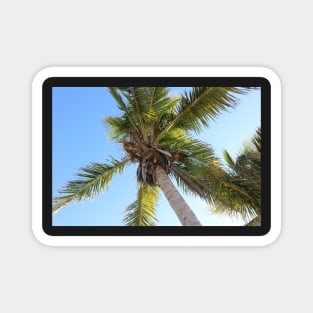 Florida Coconut Palm Magnet